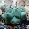 Thelocactus _rinconensis _ 'phymatothelos'_ 01